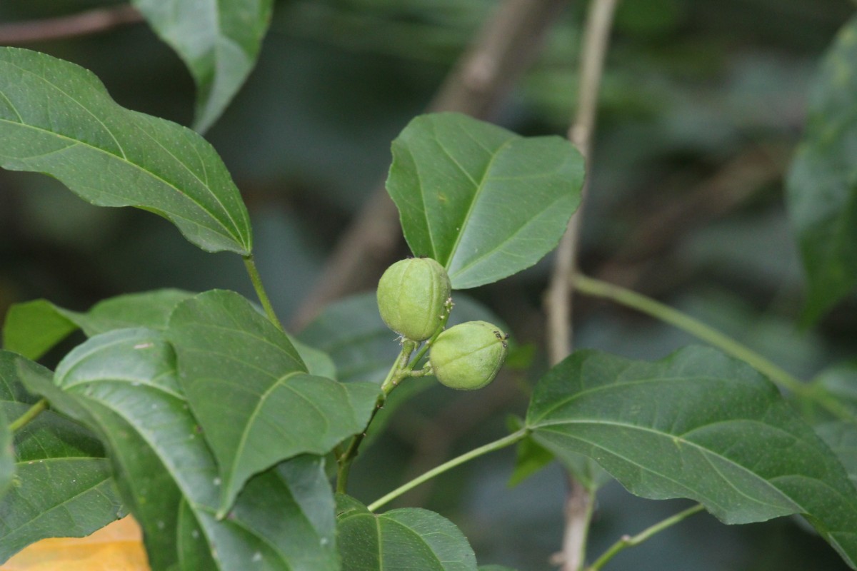 Croton tiglium L.